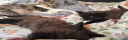 Mixed Breed cats for sale: 8 week old black half maine coone half tabby in Welwyn Garden City - Advert 29