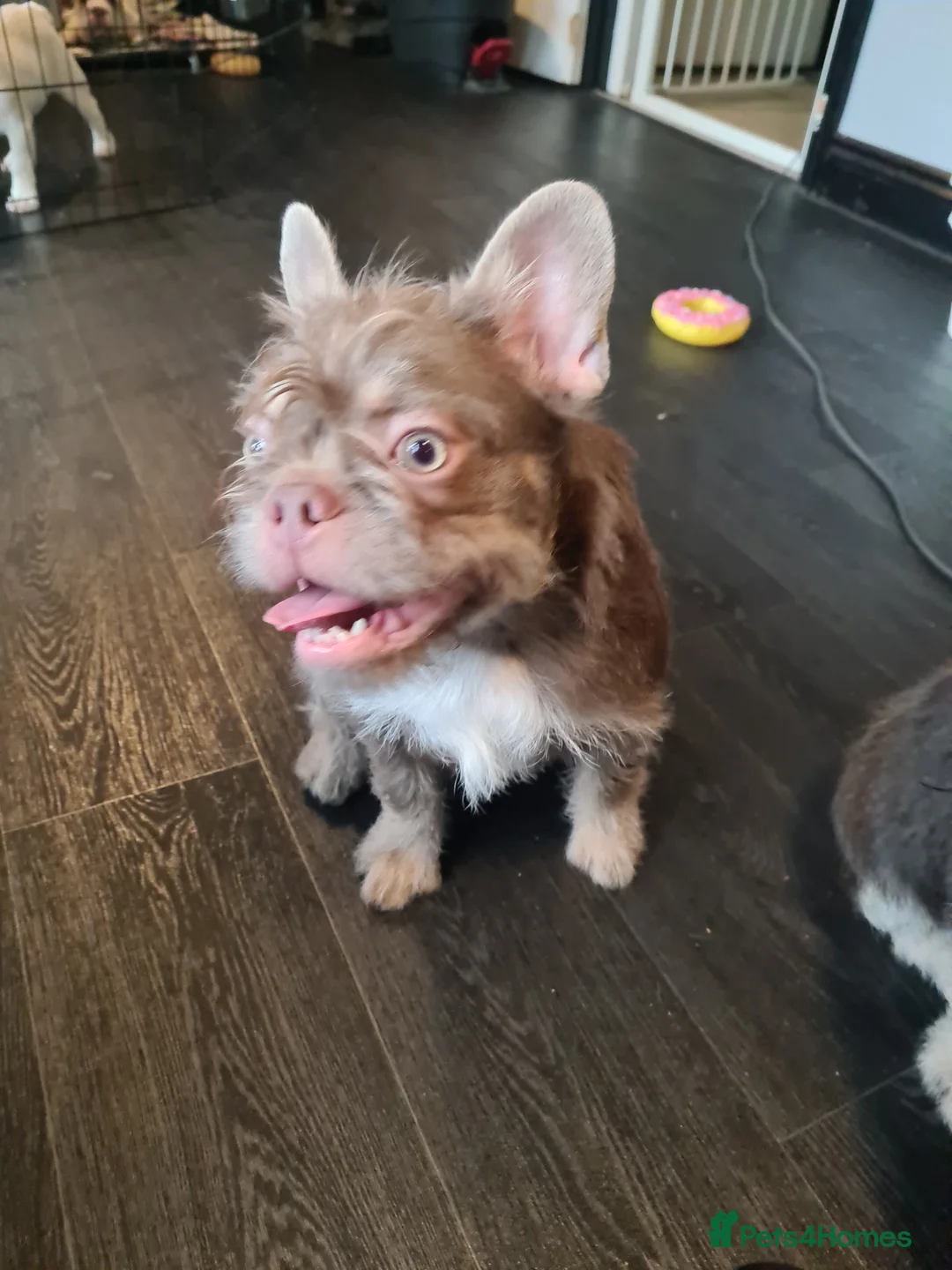 French Bulldog dogs for sale: Furnished french bulldog puppies  - Advert 15