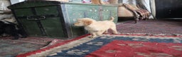 Labradoodle dogs for sale: Licenced Breeder priced to sell - Advert 25