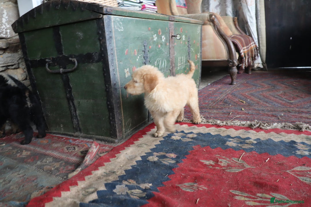 Labradoodle dogs for sale: Lovely Labradoodle Puppies Licenced Breeder - Image 25