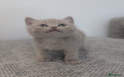 British Shorthair cats for sale: 5 Beautiful GCCF British Shorthair kittens!  - Image 1