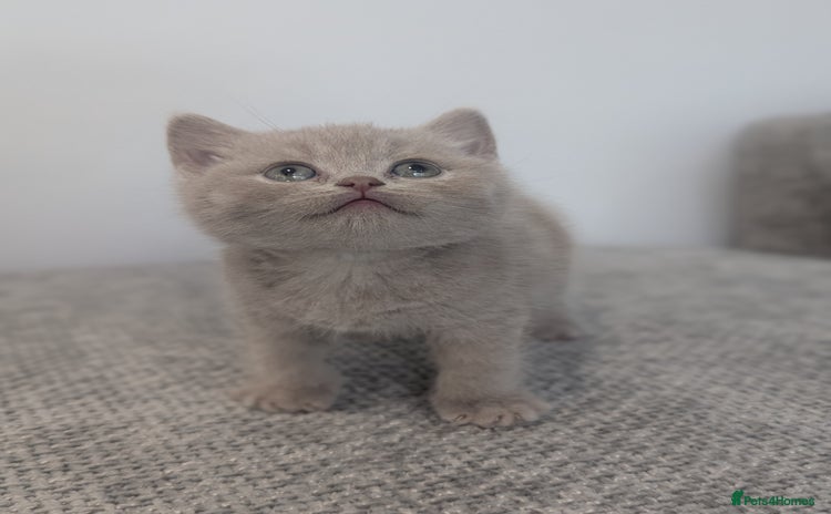 British Shorthair cats - Advert 13