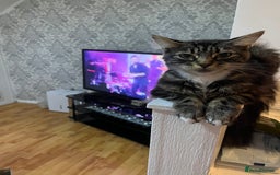 Mixed Breed cats for sale: 1 boy and 1 girl  - Image 2