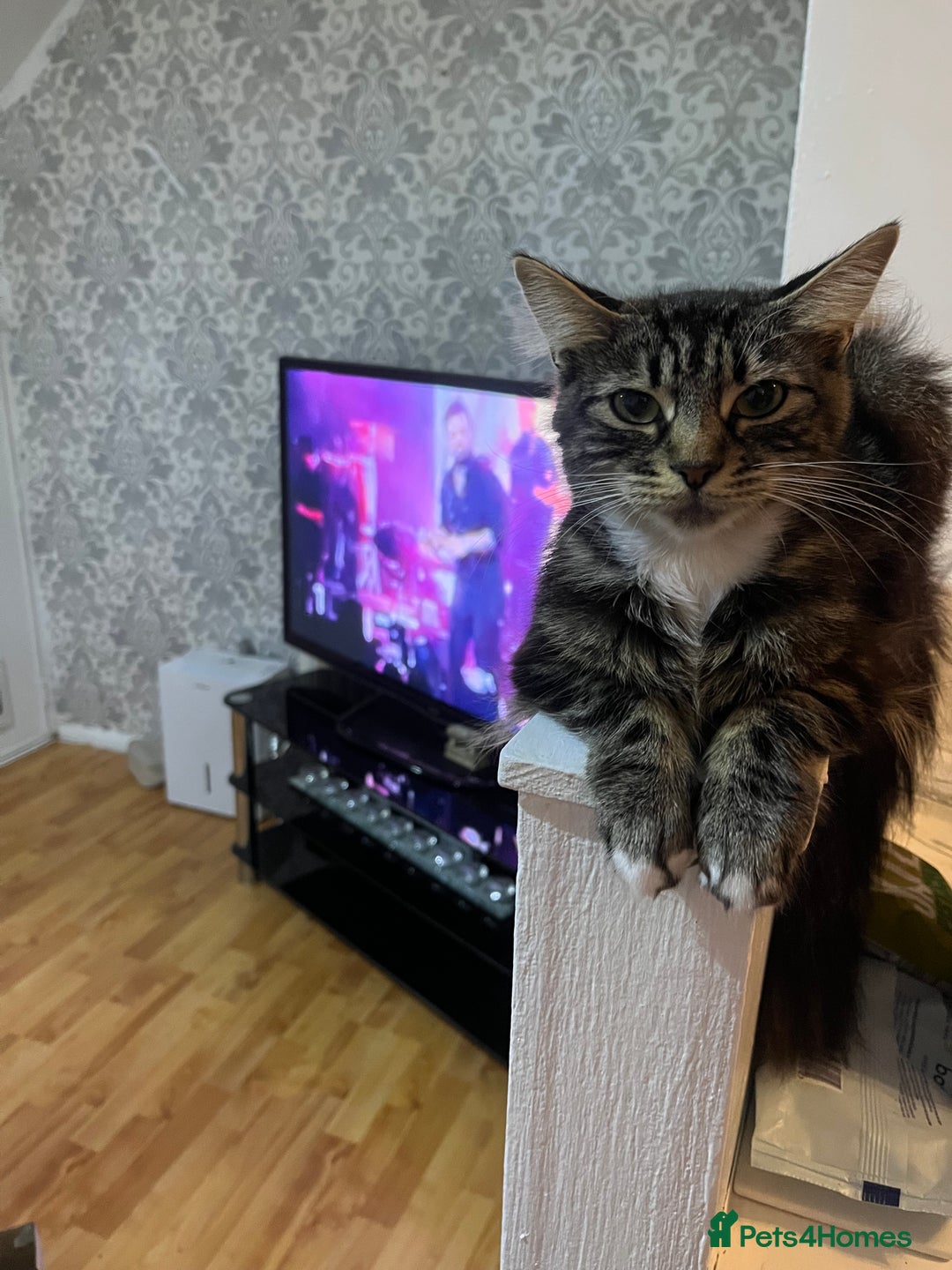 Mixed Breed cats for sale: 1 boy and 1 girl  - Image 2