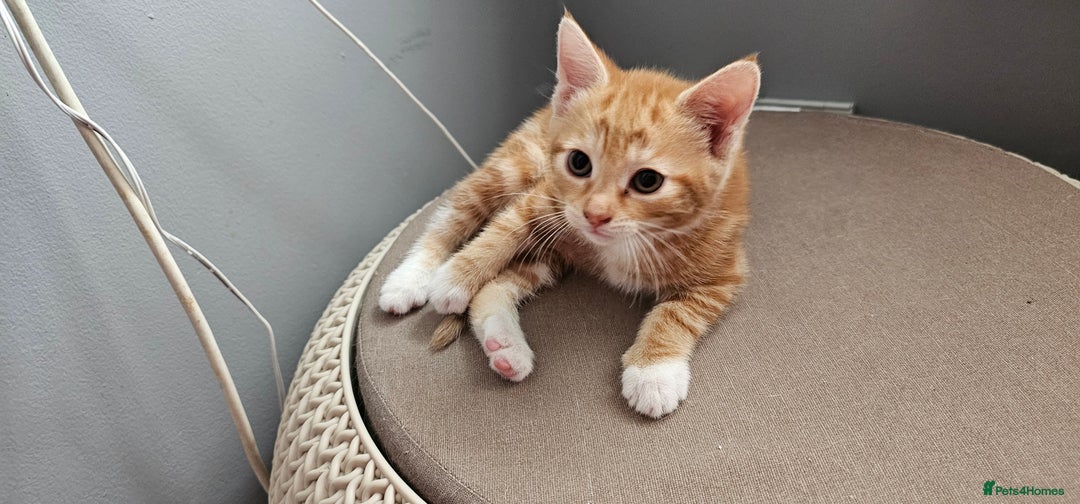 Mixed Breed cats for sale: Kittens  - Image 10