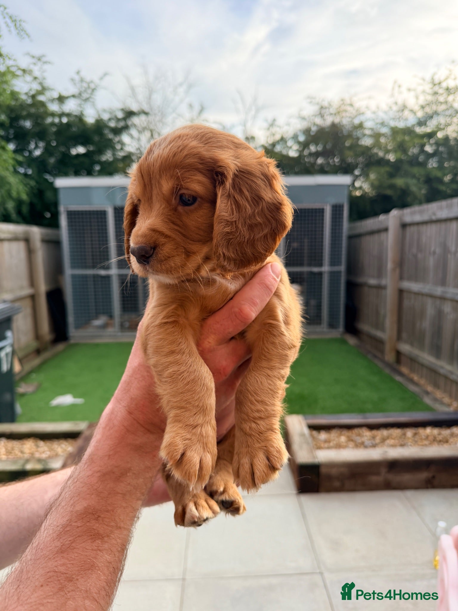 Cocker Spaniel dogs Working Cocker Pups- Exceptional pedigree  - Advert 1