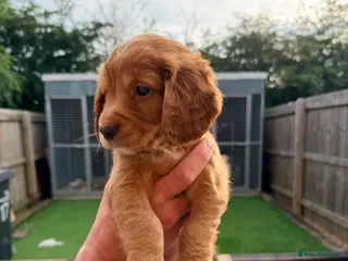 Cocker Spaniel dogs Working Cocker Pups- Exceptional pedigree - Advert 3