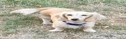 Miniature Dachshund dogs for sale: Two year old beautiful kc registered cream girl - Advert 6