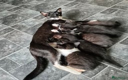 Mixed Breed cats for sale: Fluffy kittens - Image 2