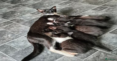 Mixed Breed cats - Advert 2