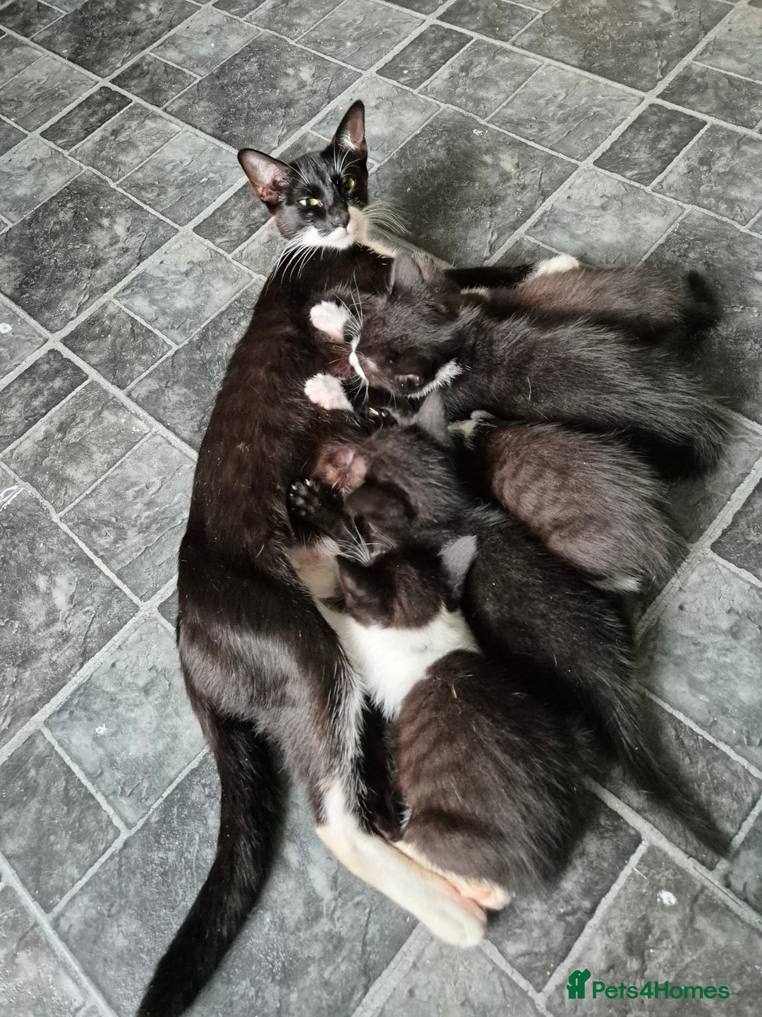 Mixed Breed cats for sale: Fluffy kittens - Image 2