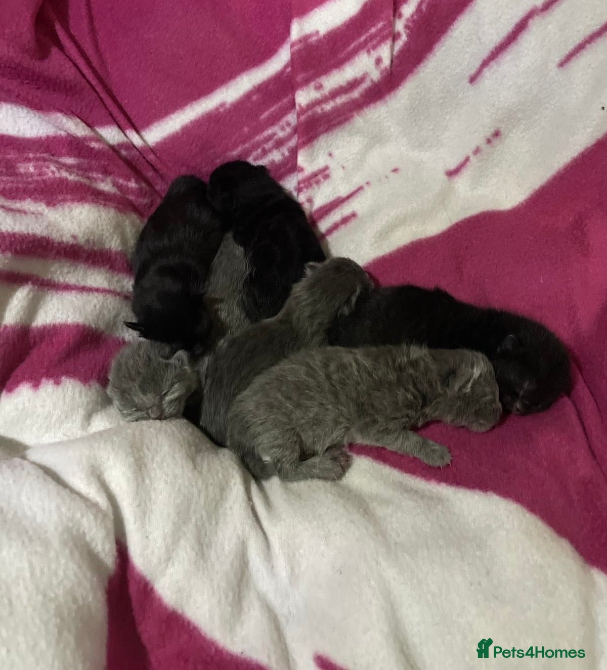 British Shorthair cats for sale: 5 British shorthair kittens  - Advert 33