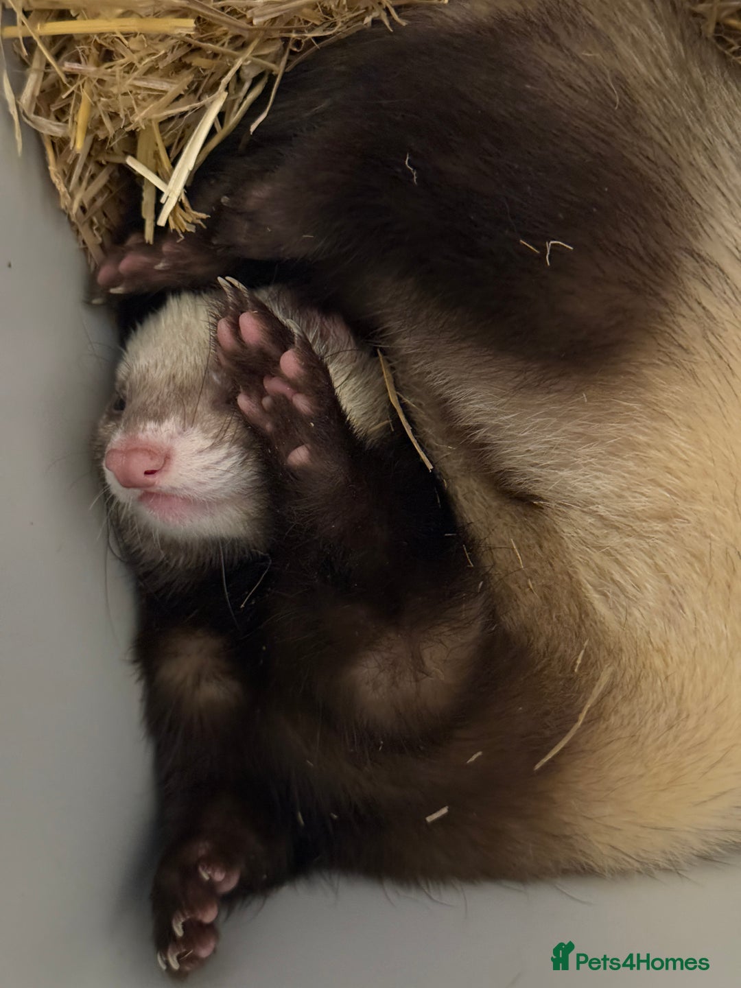 Ferret rodents for sale: Lovely ferrets for rehoming - Advert 6