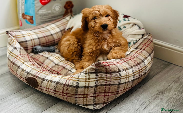 Cockapoo dogs - Advert 9