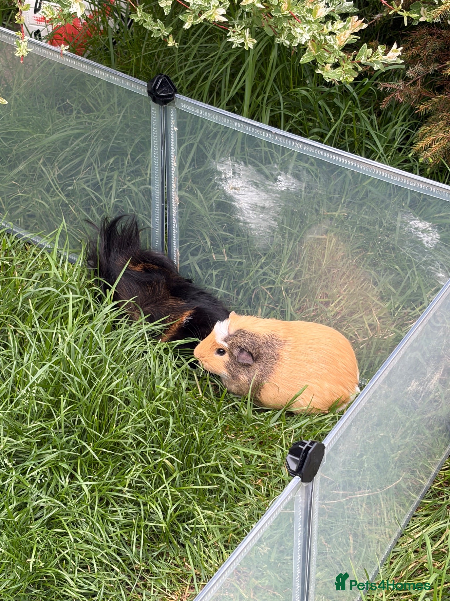 Guinea Pig rodents Bill and Ben  - Advert 13
