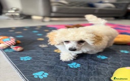 Toy Poodle dogs for sale:  KC Registered Toy Poodle stunning little boy💙 - Image 10