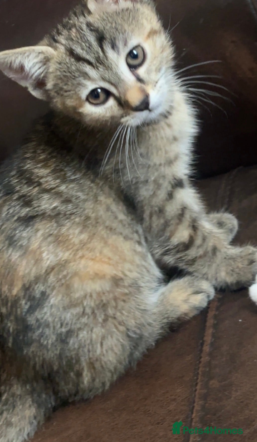 Domestic Shorthair cats Domestic Shorthairs - Tabbies and Ginger babies  - Advert 2