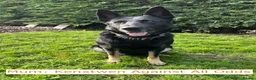 German Shepherd dogs for sale: Short haired German Shepherd Puppies in Mansfield - Advert 1