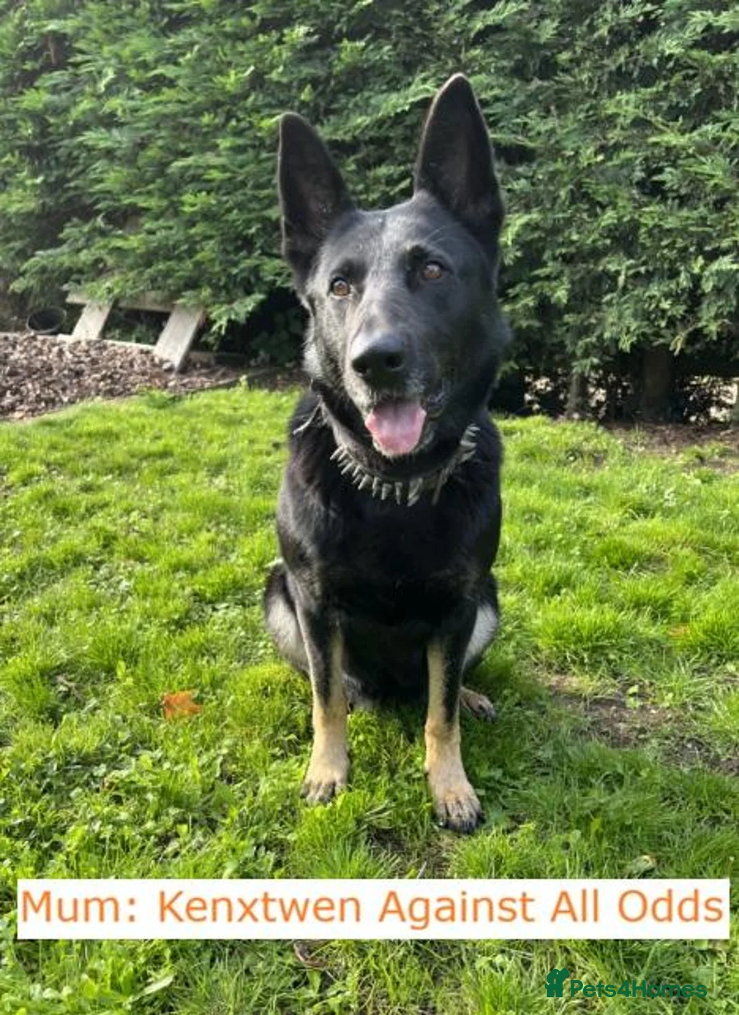 German Shepherd dogs for sale: Short haired German Shepherd Puppies in Mansfield - Advert 1