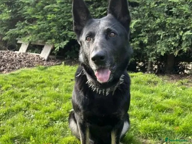 German Shepherd dogs for sale: Short haired German Shepherd Puppies - Advert 1