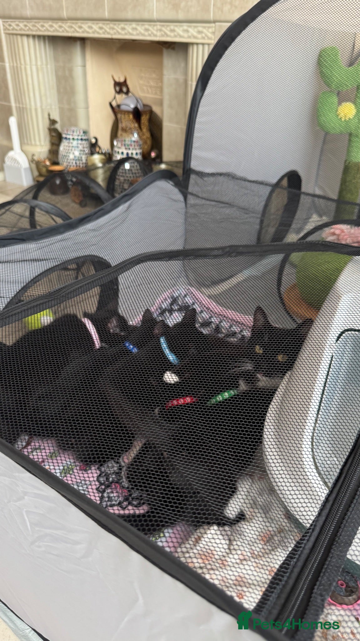 Mixed Breed cats FREE: 1 female tuxedo kitten  - Advert 1