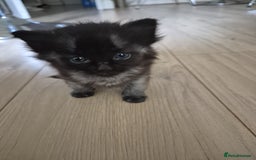 Siamese cats for sale: Adorable Siamese Kittens Looking for Loving Homes - Image 7