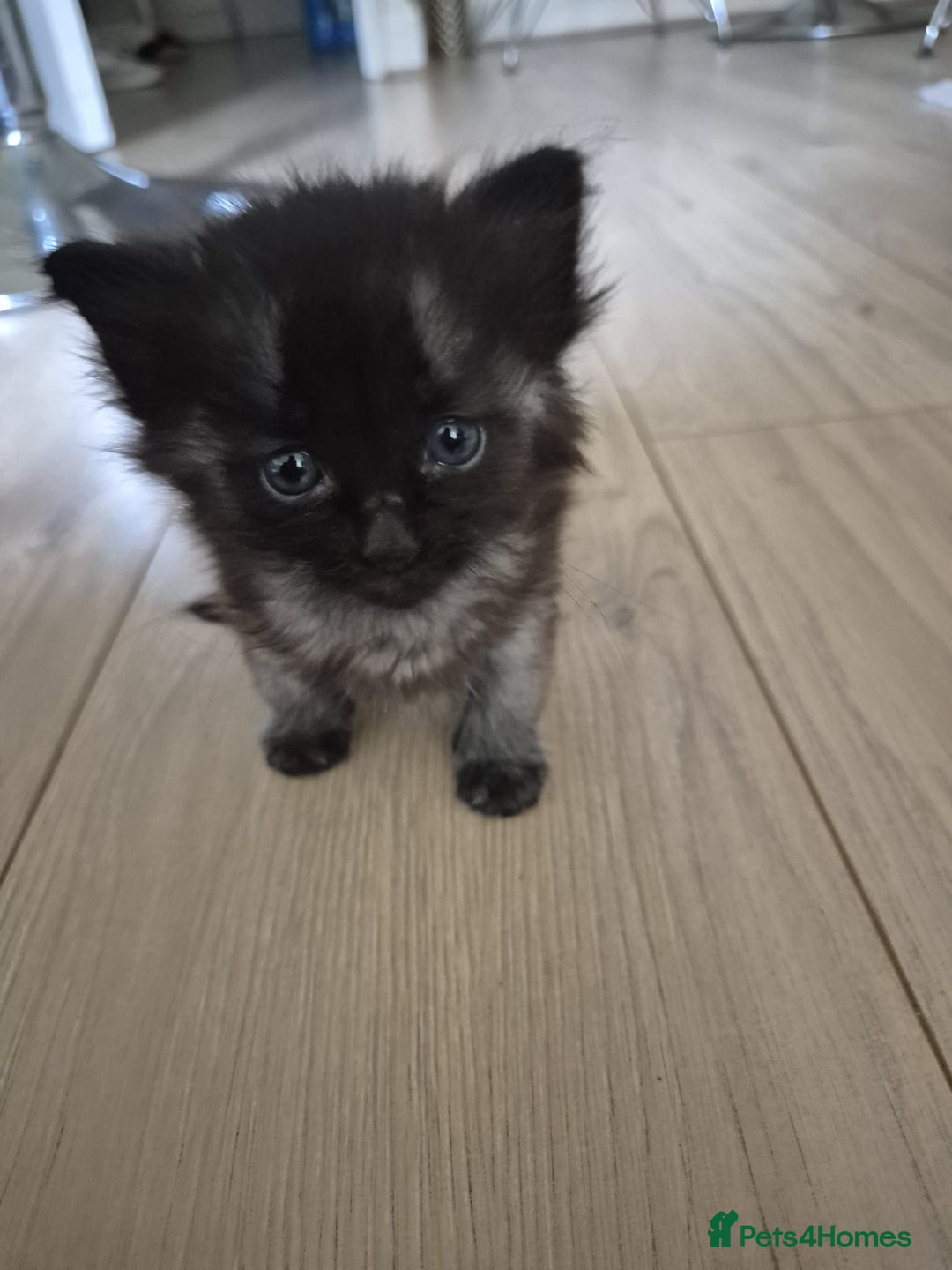 Siamese cats for sale: Adorable Siamese Kittens Looking for Loving Homes - Image 7