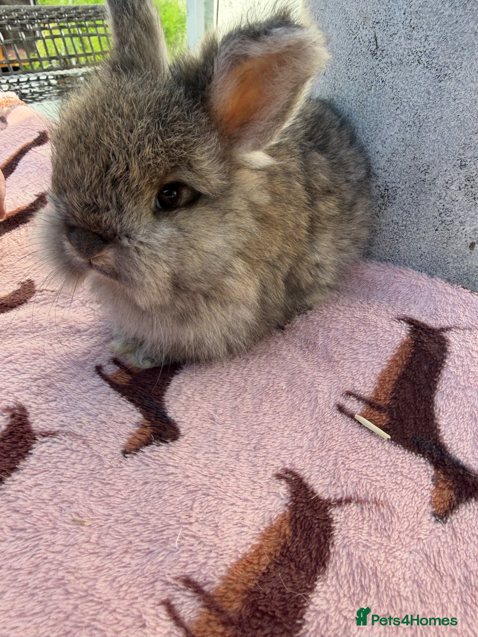 Angora rabbits for sale: Angora buns - Advert 18