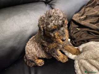 Toy Poodle dogs Beautiful Toy Poodle Pups - Advert 16
