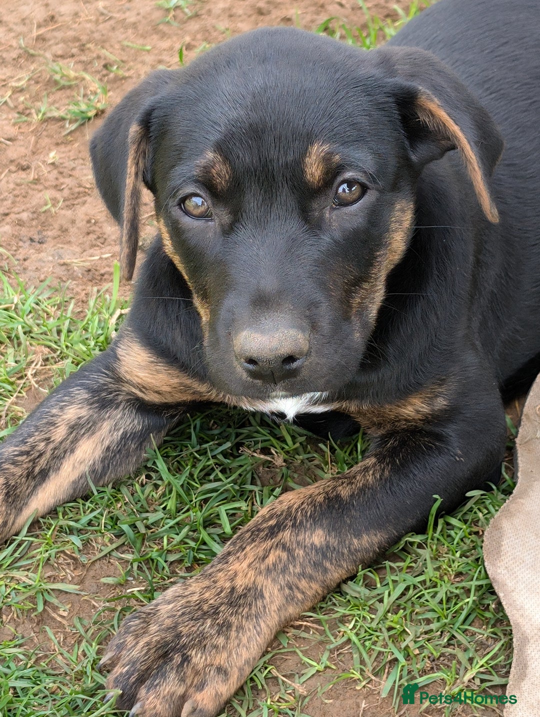 Mixed Breed dogs for sale: Huntaway x Lurcher puppies  - Image 4