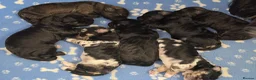 Mixed Breed dogs for sale: Lacasapoo Puppies – 3 Girls & 1 Boy Available - Advert 9