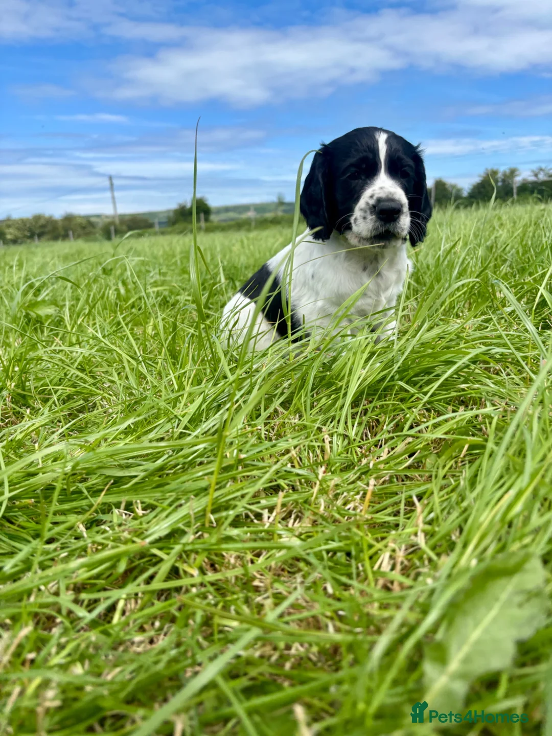 Cocker Spaniel dogs for sale: Gorgeous KC Cocker Spaniels - Advert 2