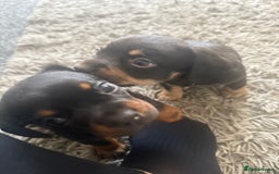 Mixed Breed dogs for sale: French bulldog X dauschaund - Image 11