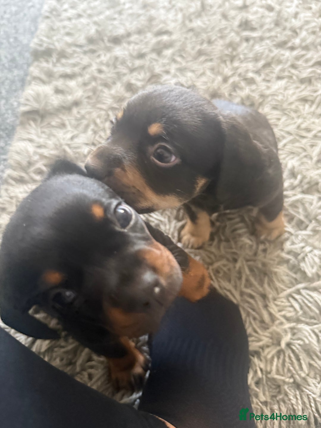 Mixed Breed dogs for sale: French bulldog X dauschaund - Image 11