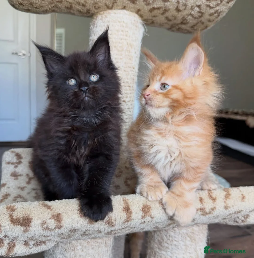 Maine Coon cats for sale: PureBred maine coon kittens - Advert 2