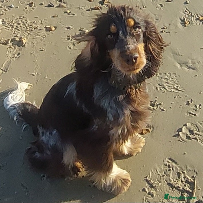 Cocker Spaniel dogs Beautiful kc registered show cocker spaniel - Advert 14