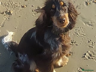 Cocker Spaniel dogs Beautiful kc registered show cocker spaniel - Advert 14