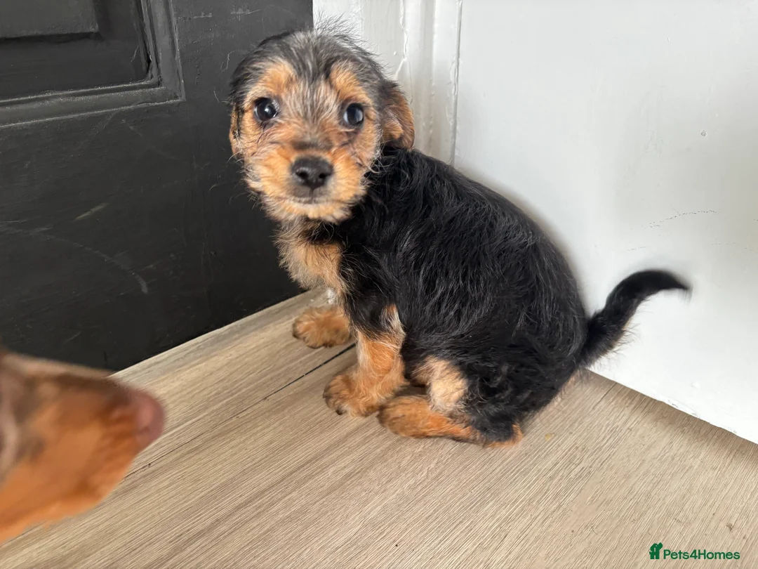 Mixed Breed dogs for sale: 3 beautiful dachshund cross Yorkshire terrier  - Advert 10