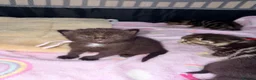 British Shorthair cats for sale: Bsh x ragdoll kittens - Advert 5