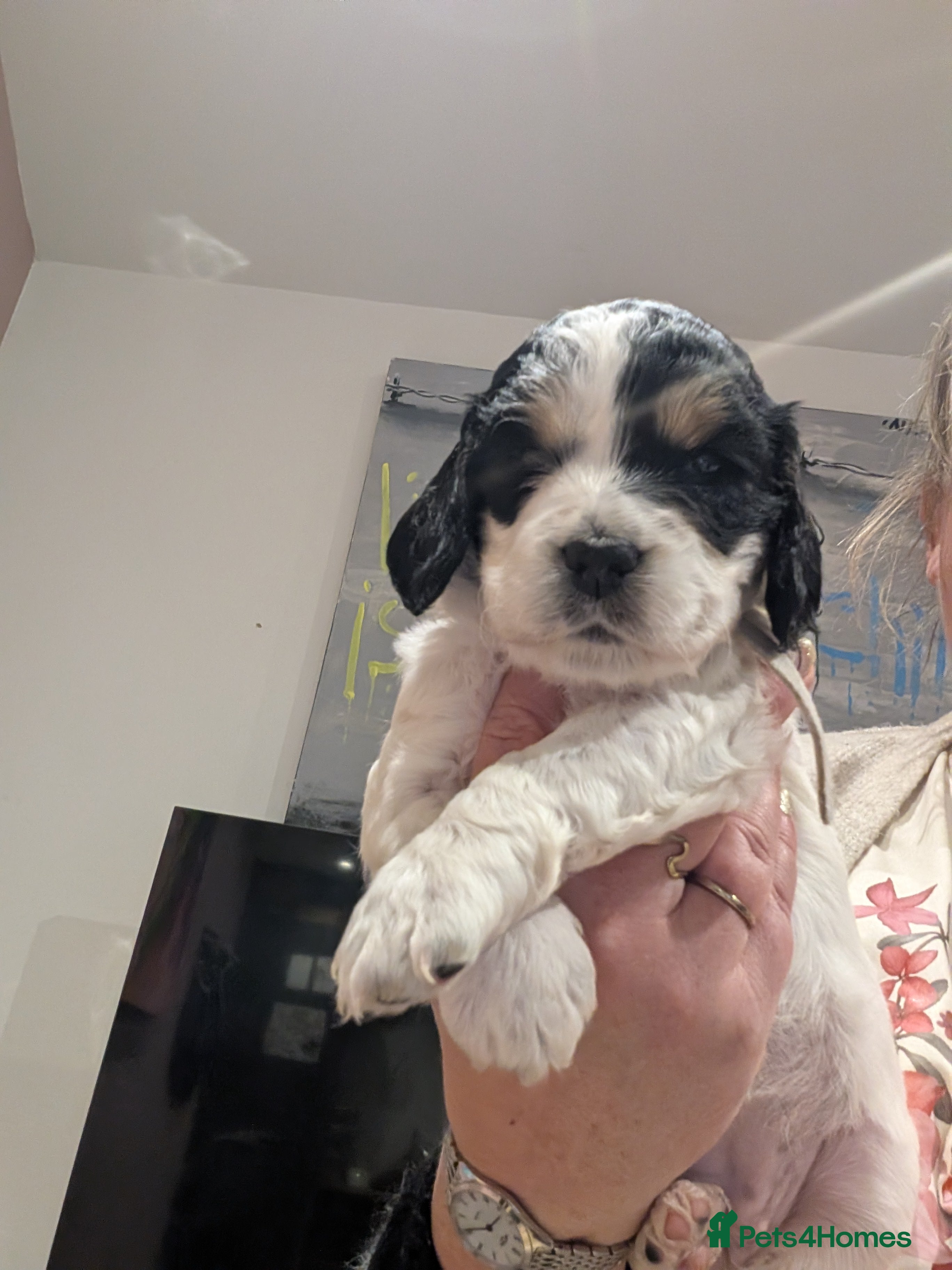 Cockapoo dogs Beautiful litter of 5 Cockapoos - Advert 18