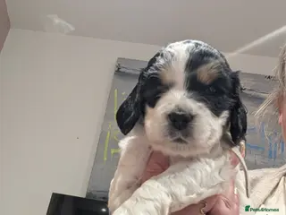 Cockapoo dogs Beautiful litter of 5 Cockapoos - Advert 18