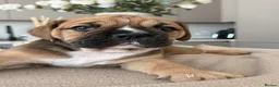Olde English Bulldogge dogs for sale: QUALITY BRED OLDE ENGLISH BULLDOGGE - Advert 3