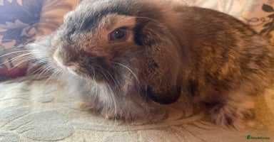 Mini Lion Lop rabbits - Advert 1