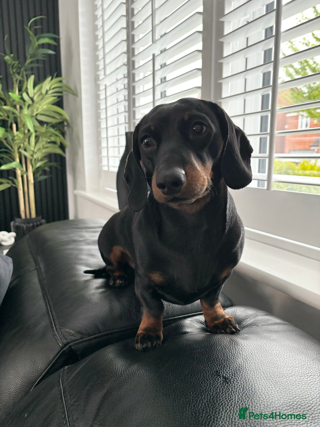 Miniature Dachshund dogs for stud: Proven Stud Black & Tan Miniature Dachshund Stud in Durham - Advert 2