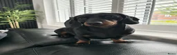 Miniature Dachshund dogs for stud: Proven Stud Black & Tan Miniature Dachshund Stud in Durham - Advert 2
