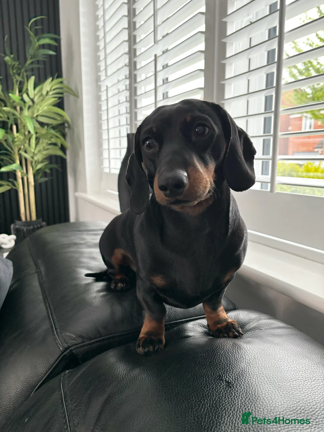 Miniature Dachshund dogs for stud: Proven Stud Black & Tan Miniature Dachshund Stud in Durham - Advert 2