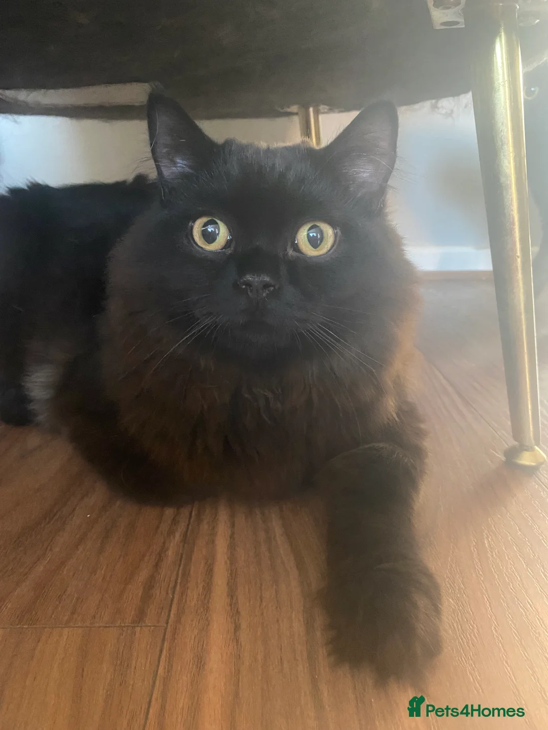 British Longhair cats for sale: Beautiful British Longhair Male - Advert 2