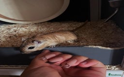 Gerbil rodents for sale: 4 Gerbils free to a good home :) - Image 1