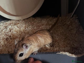 Gerbil rodents - Advert 1