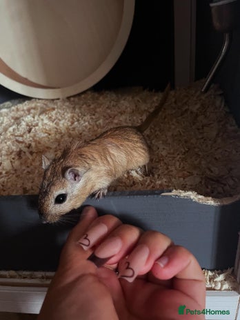 Gerbil rodents - Advert 2